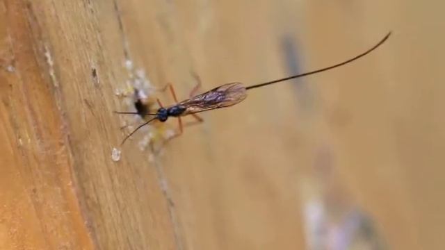 Эфиальт-император Dolichomitus imperator смотреть онлайн