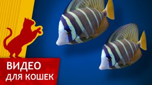 Видео для кошек - Поймай тропических рыбок (Развлеки кота)