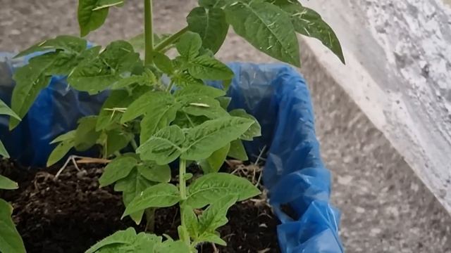 Я Обалдел! Рассада Толстеет на Глазах! Вношу Под Любую Рассаду смотреть онлайн