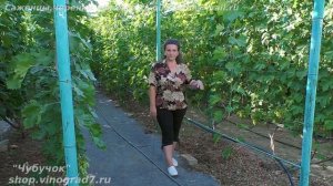 Выращивание молодых саженцев винограда - удобрение, полив, пасынки, защита  от болезней (Пузенко Н.