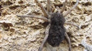 Пауки - Тарантул