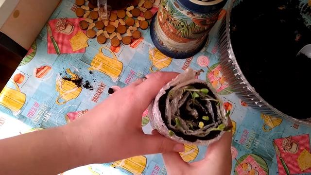 Сажаю цветы в улитки (2 часть)