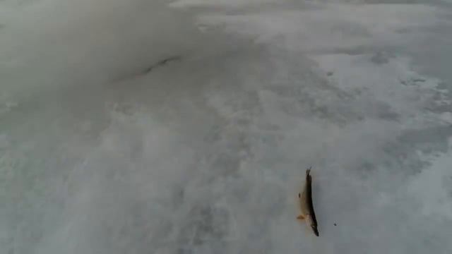 ЩУКА ЗИМОЙ! Ловля щуки зимой Щука на жерлицы Щука Щука по последнему льду На молька смотреть онлайн