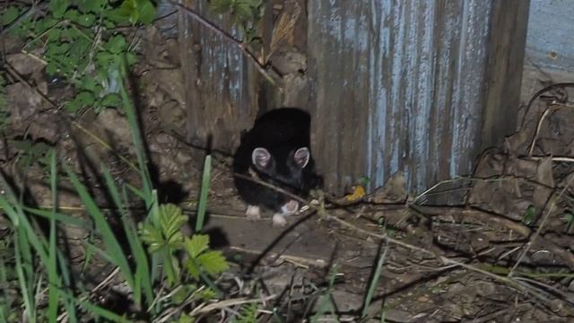 Преследую и документирую дачного карбыша смотреть онлайн