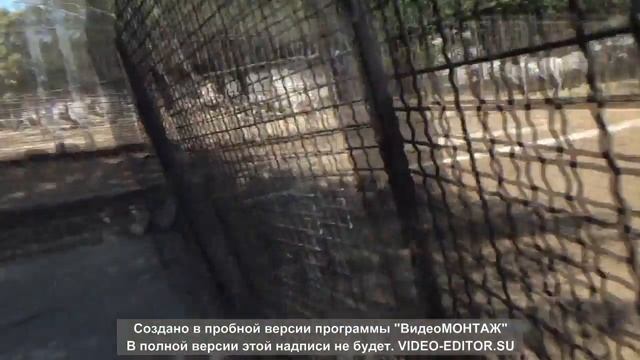 Бакинский зоопарк. Веселые медвежата смотреть онлайн