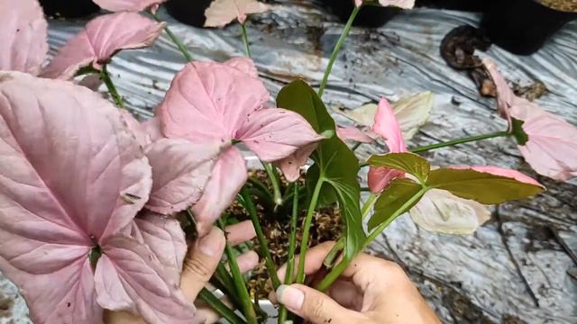 Perbanyakan Syngonium Pink Perfection / Cara Memperbanyak / Propagasi Singonium Pink Perfection
