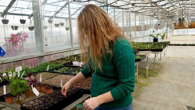 Tomato And Pepper Seed Starting With Liz Hamilton