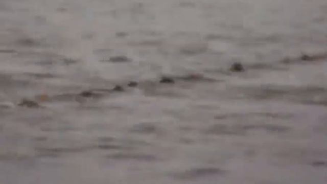 Облов рыбы в озере Припичень смотреть онлайн