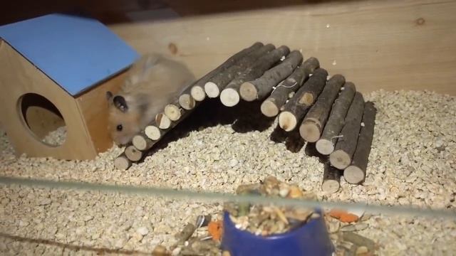 Генеральная уборка у хомячков