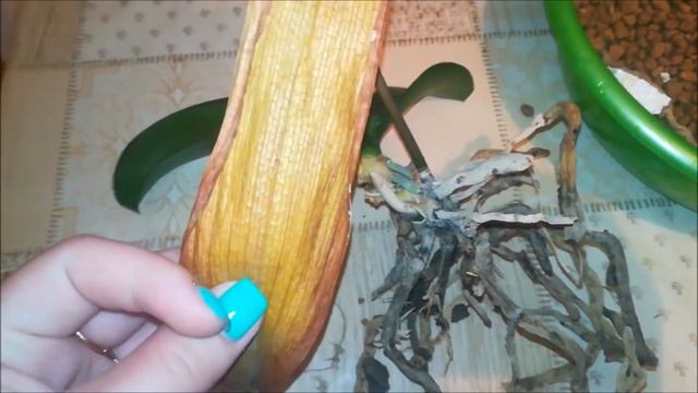 Эксперимент с цеофлорой закончен. Не рекомендую цеофлору смотреть онлайн