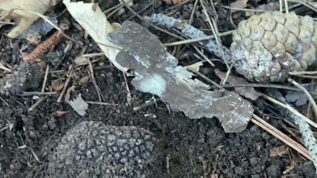 ШОК! Я нашла ЧЕРНЫЙ ТРЮФЕЛЬ! Мечты сбываются. Крымский трюфель смотреть онлайн