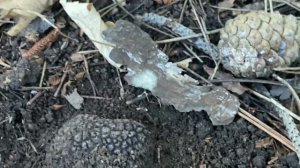 ШОК! Я нашла ЧЕРНЫЙ ТРЮФЕЛЬ! Мечты сбываются. Крымский трюфель