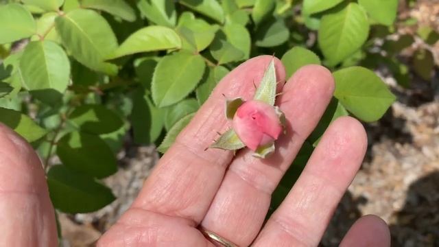 Olivia Rose Austin. Rose Series