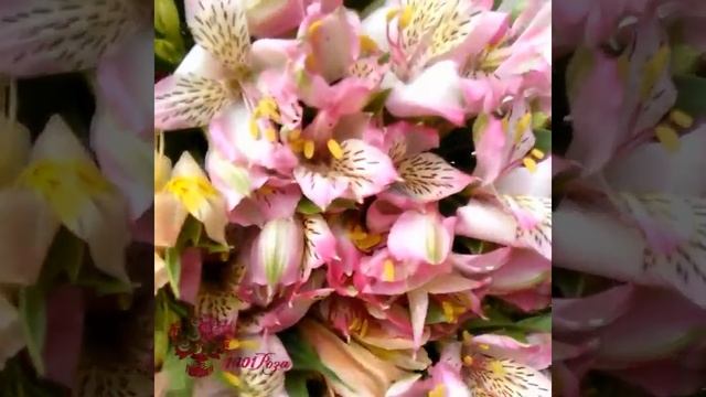 Радужные цветы, орхидея-ванда и другие удивительные цветы в салоных "1001 роза" смотреть онлайн