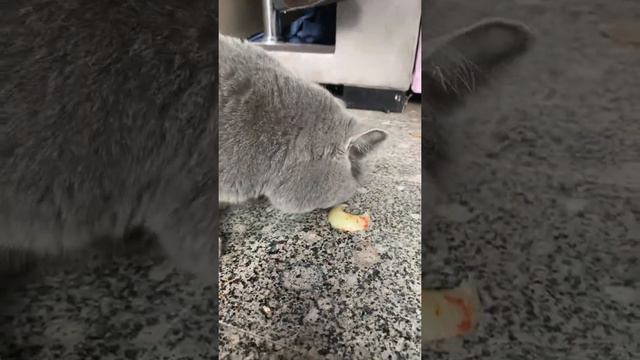 Кот ест лук смотреть онлайн