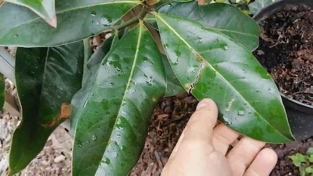 Как выращивать магнолию вечнозеленую. Размножение магнолии Грандифлоры