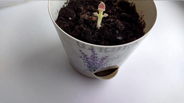 Глоксиния. Пробуждение. смотреть онлайн