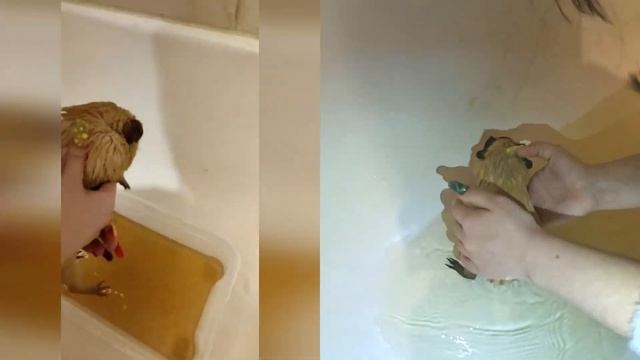 Как купать морскую свинку смотреть онлайн