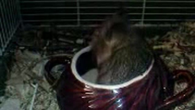 Купание дегу смотреть онлайн