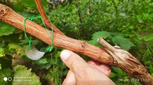 Результат формировки винограда в год посадки и как сформировать прививку чтоб она не ушла в жировани