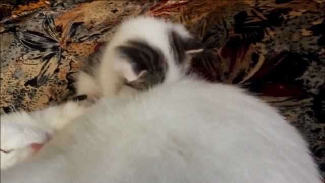 Глухая кошка мама спит а котёнок хочет кушать смотреть онлайн
