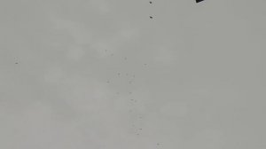 НИКОЛАЕВСКИЕ ГОЛУБИ: зачем  держать лётных голубей, если их не гонять???