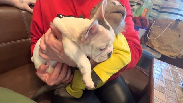 У нас сегодня гости проездом ??#макака #обезьяна #французкийбульдог смотреть онлайн