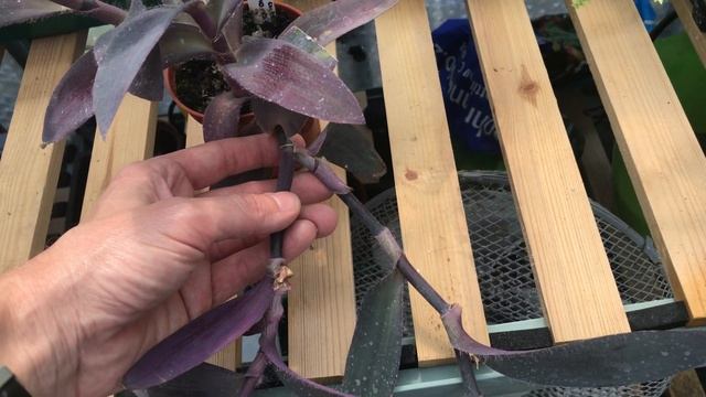 STOP TRADESCANTIA PALLIDA PURPUREA FROM TRAILING