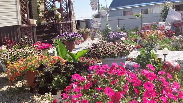 Чем отличается петуния семенная от вегетативной. смотреть онлайн