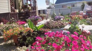 Чем отличается петуния семенная от вегетативной.