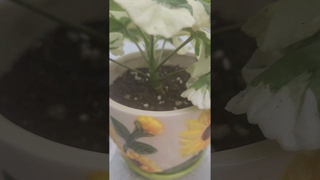 5 августа 2023 г. смотреть онлайн