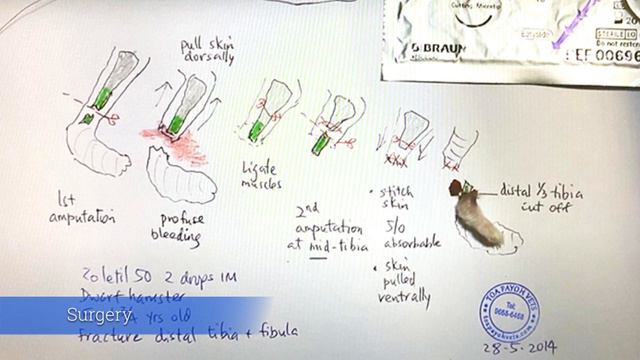 Final Video: A dwarf hamster broke her right hind leg - amputation смотреть онлайн