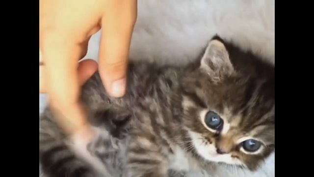 Симпатичные котята и щенки Подборка Смешные животные смотреть онлайн