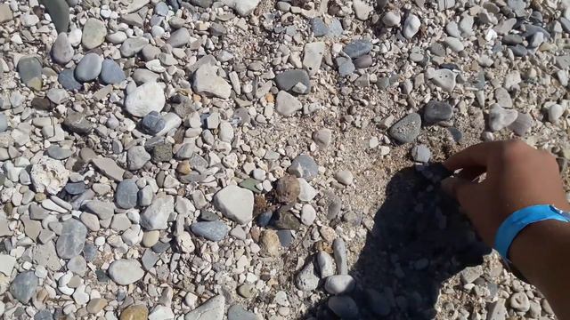 Поиск окаменелостей на побережии Хорватии. смотреть онлайн