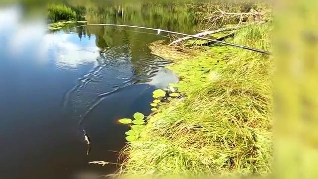 Рыбалка на Пинеге 2016 смотреть онлайн