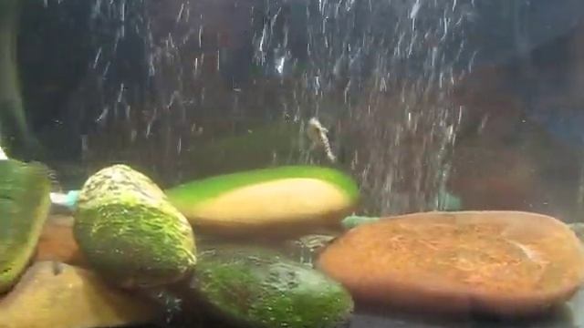 Мальки севеллий линеолат Sewellia lineolata 2157 смотреть онлайн