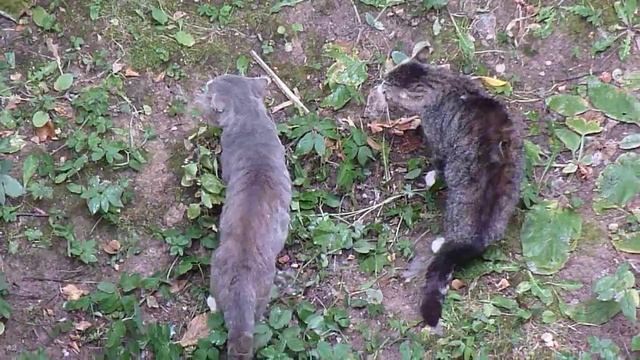 Компромат на котов (Снято скрытой камерой с балкона)