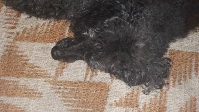 В память о собаке смотреть онлайн