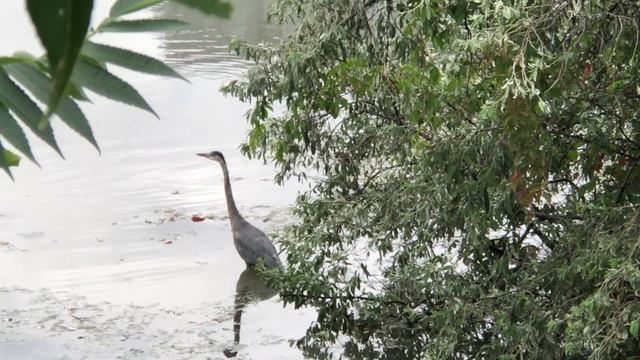 Голубая Цапля у озера Онтарио охотится за добычей  или всё-таки позирует перед камерой.? (Часть 2),