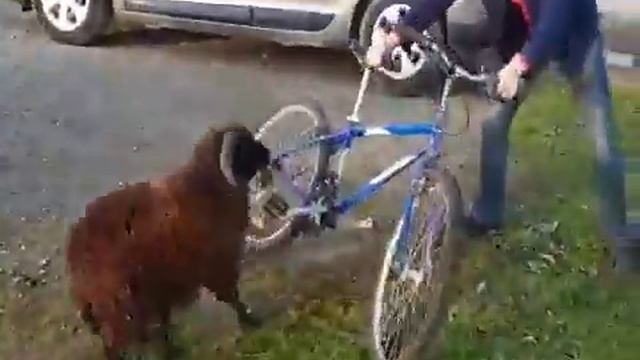 Ох уж этот ,,Упёртый баран))'' смотреть онлайн