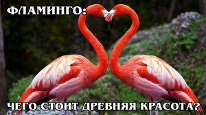 ФЛАМИНГО: Древняя птица с перевернутым ртом любит есть раков | Интересные факты про птиц животных