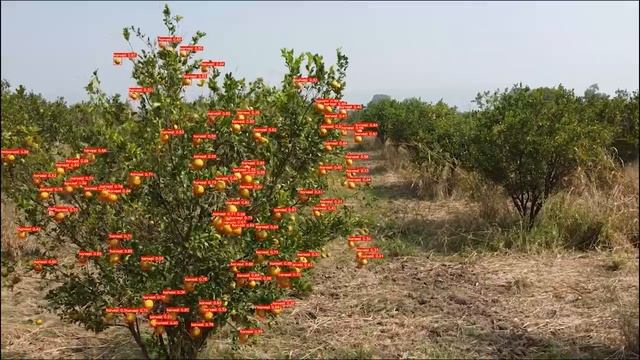 A Deep learning based computer vision approach for yield estimation in citrus orchards. смотреть онлайн