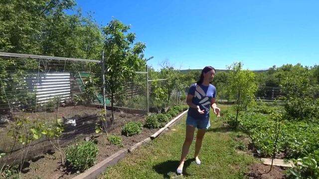 Новые саженцы. Обрываем усы у клубники. Краснодарский край. смотреть онлайн