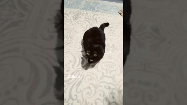 Черная кошечка. Оса. Говорим красиво! #попробуйповтори смотреть онлайн