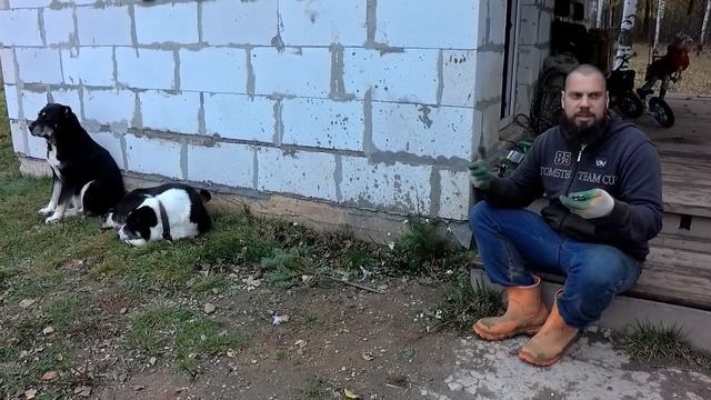 МОИ ЛЕНИВЫЕ, ПЕРЕКОРМЛЕННЫЕ АЛАБАИ! смотреть онлайн