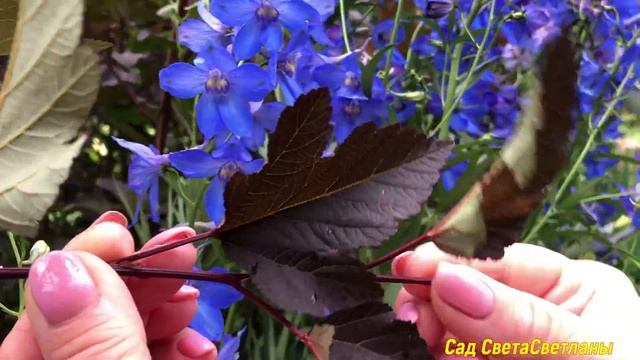 Яркие ЛИСТЬЯ .Растения с КРАСИВЫМИ листьями в нашем САДУ.#ландшафтныйдизайн#своимируками#дача смотреть онлайн