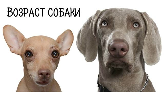 Возраст собаки. смотреть онлайн