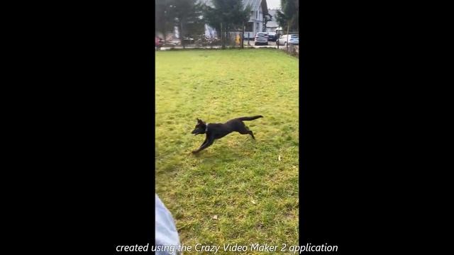 .::?Devil of Desert kennel - Australian Kelpie puppies 6 months?::. смотреть онлайн