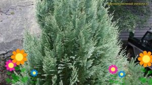 Кипарисовик лавсона Уайт Спот. Краткий обзор, описание chamaecyparis lawsoniana White Spot