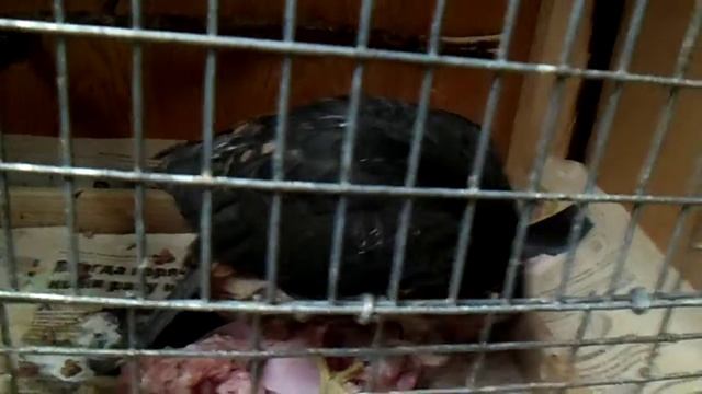 чеглок сокол смотреть онлайн